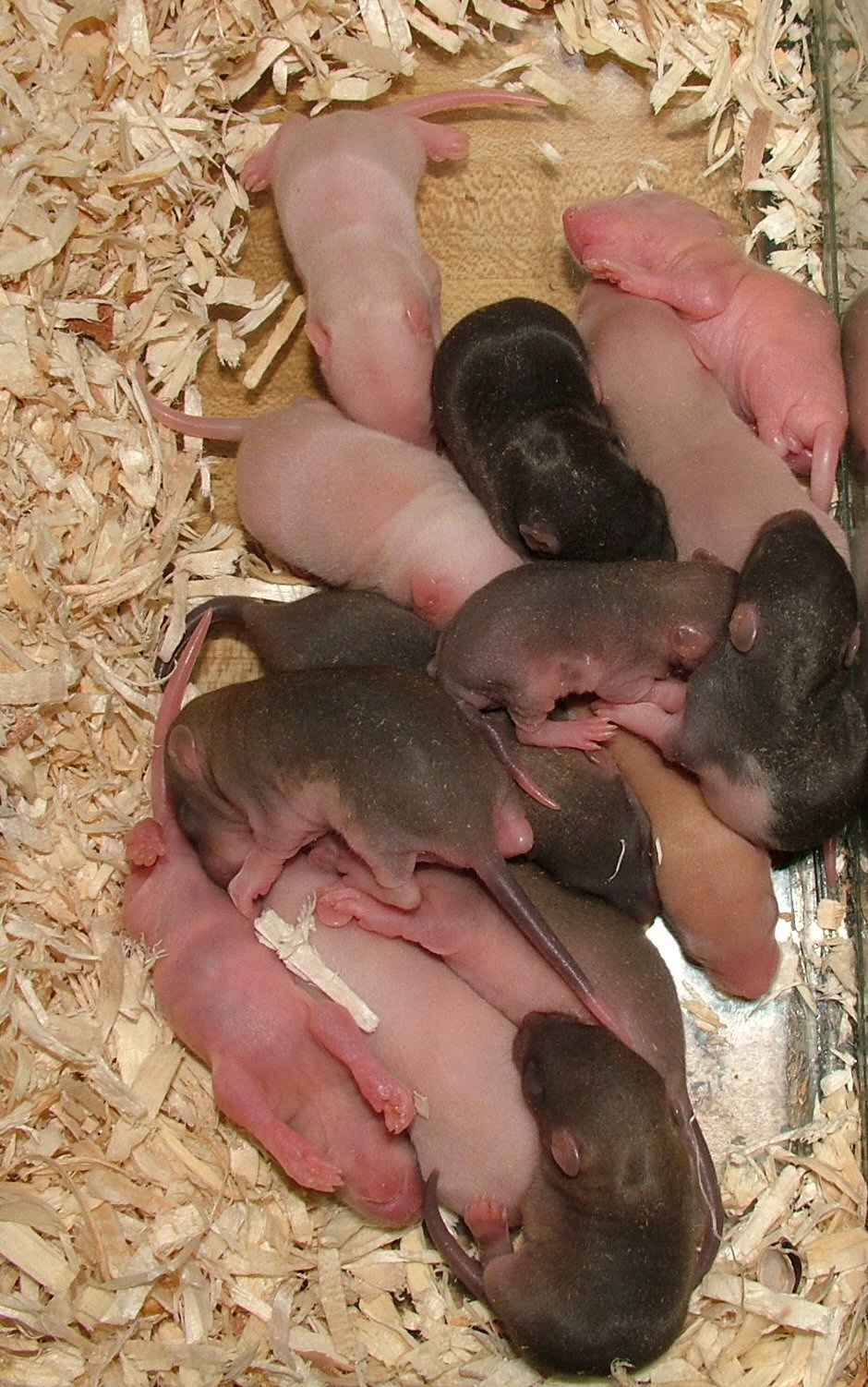 potkaní mláďata