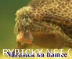 gigantický růst buněk