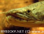 pijavka